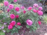 Heidi Klum Rose Heidi Klum Rose