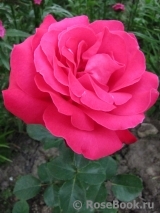 Dame de Coeur Dame de Coeur