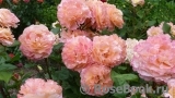 Augusta Luise Augusta Luise