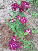 Burgundy Ice Burgundy Ice