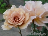 Julia's Rose Julia's Rose