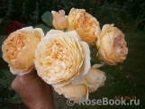 Crown Princess Margareta® Crown Princess Margareta®