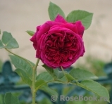 Falstaff® Falstaff®