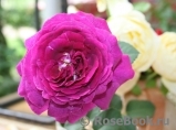 Parfum de Reve Parfum de Reve
