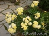 Golden Border Golden Border