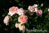 Abraham Darby Abraham Darby