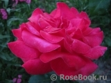 Dame de Coeur Dame de Coeur