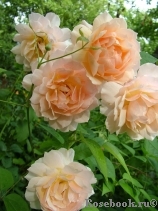 Grace® Grace®