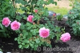 Princess Alexandra of Kent Princess Alexandra of Kent