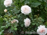 Crocus Rose® Crocus Rose®