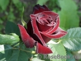 Black Baccara Black Baccara