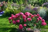 Rosarium Uetersen Rosarium Uetersen