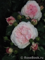 Mariatheresia Mariatheresia