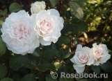 Great North Eastern Rose 