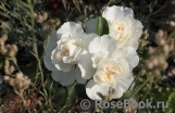 White Meidiland White Meidiland
