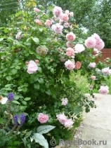 Strawberry Hill Strawberry Hill