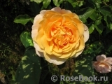 Sangerhauser Jubilaumsrose Sangerhauser Jubilaumsrose