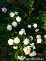 White Meillandina White Meillandina