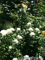 White Meillandina White Meillandina