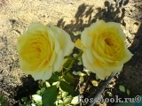 Tete d'Or Tete d'Or