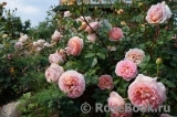 Abraham Darby Abraham Darby