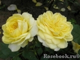 Tete d'Or Tete d'Or