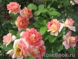 Rose des Cisterciens Rose des Cisterciens
