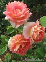 Rose des Cisterciens Rose des Cisterciens