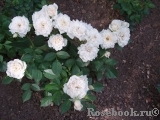 Bridal Meillandina Bridal Meillandina