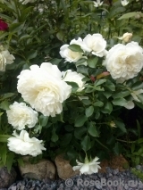 White Meidiland White Meidiland