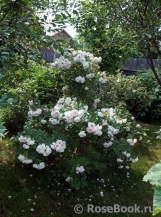 Ritausma Ritausma