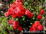 Baby Baccara ® Baby Baccara ®