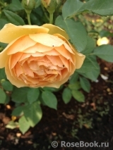 Golden Celebration® Golden Celebration®