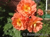 Westerland Westerland
