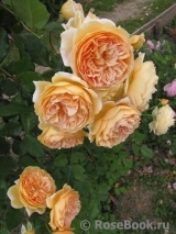 Crown Princess Margareta® Crown Princess Margareta®