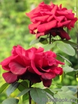 Perle Noire Perle Noire