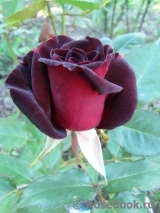 Perle Noire Perle Noire