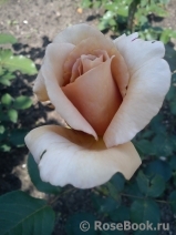 Julia's Rose Julia's Rose