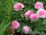 Princess Alexandra of Kent Princess Alexandra of Kent