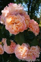 Augusta Luise Augusta Luise