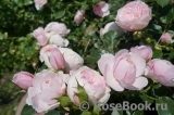 Hans Gonewein Rose Hans Gonewein Rose