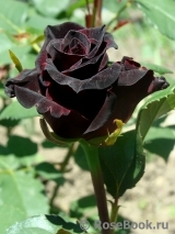 Black Baccara Black Baccara