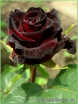 Black Baccara Black Baccara