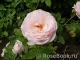 The Alnwick Rose The Alnwick Rose