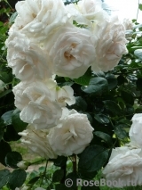 Aspirin Rose Aspirin Rose