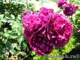 Darcey Bussell Darcey Bussell