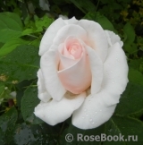 Rosa Belmonte Rosa Belmonte
