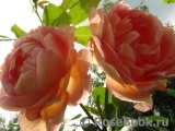 Lady of Shalott Lady of Shalott