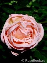 Susanna Tamaro Susanna Tamaro
