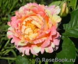 Rose des Cisterciens Rose des Cisterciens